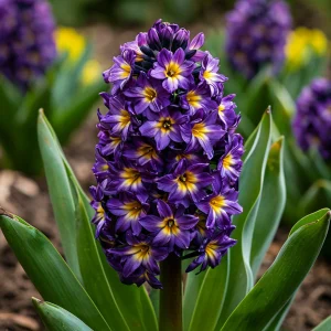 Гиацинт Вельвет Колор купить по цене от 2099р. в интернет-магазине «Посадика» с доставкой почтой в в Дивногорске и по всей России – [изображение №1].