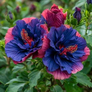 Гибискус Роуз Шайн купить по цене от 360р. в интернет-магазине «Посадика» с доставкой почтой в в Дивногорске и по всей России – [изображение №1].