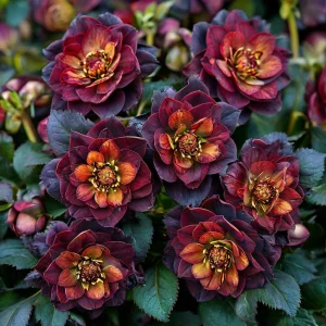 Морозник Сноу Дроп купить по цене от 348р. в интернет-магазине «Посадика» с доставкой почтой в в Дивногорске и по всей России – [изображение №1].