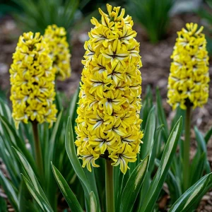 Гиацинт Сансет Голд купить по цене от 2099р. в интернет-магазине «Посадика» с доставкой почтой в в Дивногорске и по всей России – [изображение №1].