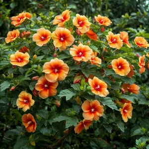 Гибискус Кристал Рэй купить по цене от 458р. в интернет-магазине «Посадика» с доставкой почтой в в Дивногорске и по всей России – [изображение №1].