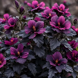 Гибискус Корал Чарм купить по цене от 271р. в интернет-магазине «Посадика» с доставкой почтой в в Дивногорске и по всей России – [изображение №1].