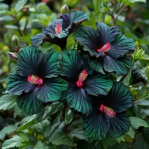 Гибискус Пикок Плюм купить по цене от 490р. в интернет-магазине «Посадика» с доставкой почтой в в Дивногорске и по всей России – [изображение №1].