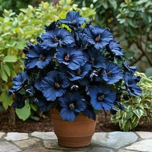 Гибискус Селестиал Флейм купить по цене от 326р. в интернет-магазине «Посадика» с доставкой почтой в в Дивногорске и по всей России – [изображение №1].