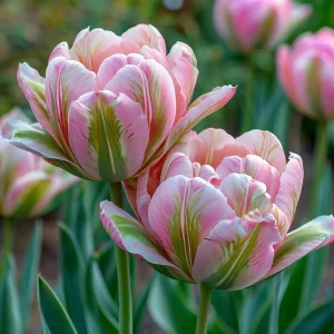 Тюльпан Аврора Принцес купить по цене от 345р. в интернет-магазине «Посадика» с доставкой почтой в в Дивногорске и по всей России – [изображение №1].