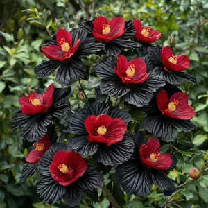 Гибискус Ройял Афеа купить по цене от 460р. в интернет-магазине «Посадика» с доставкой почтой в в Дивногорске и по всей России – [изображение №1].