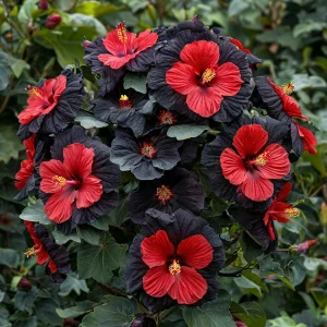 Гибискус Шиммеринг купить по цене от 720р. в интернет-магазине «Посадика» с доставкой почтой в в Дивногорске и по всей России – [изображение №1].