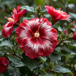 Гибискус Пурпл Мистик купить по цене от 360р. в интернет-магазине «Посадика» с доставкой почтой в в Дивногорске и по всей России – [изображение №1].