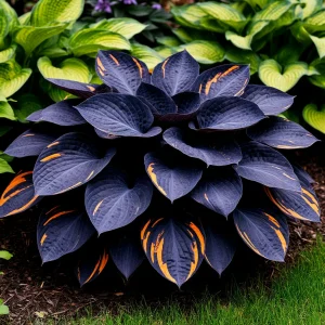 Хоста Умбра купить по цене от 349р. в интернет-магазине «Посадика» с доставкой почтой в в Дивногорске и по всей России – [изображение №1].