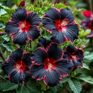 Гибискус садовый Файер Дэнсер купить по цене от 450р. в интернет-магазине «Посадика» с доставкой почтой в в Дивногорске и по всей России – [изображение №1].