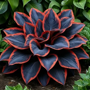 Хоста Солнечный Агат купить по цене от 440р. в интернет-магазине «Посадика» с доставкой почтой в в Дивногорске и по всей России – [изображение №1].