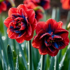 Нарцисс Эрличе купить по цене от 386р. в интернет-магазине «Посадика» с доставкой почтой в в Дивногорске и по всей России – [изображение №1].