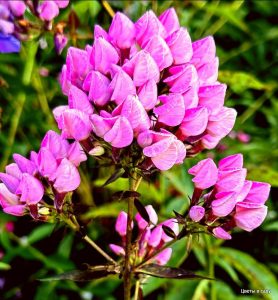 Флокс Бутоник купить по цене от 461р. в интернет-магазине «Посадика» с доставкой почтой в в Дивногорске и по всей России – [изображение №1].