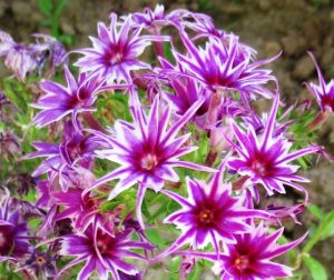 Флокс Звездное Кружево купить по цене от 361р. в интернет-магазине «Посадика» с доставкой почтой в в Дивногорске и по всей России – [изображение №1].