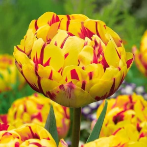 Тюльпан махровый Голден Ницц купить по цене от 361р. в интернет-магазине «Посадика» с доставкой почтой в в Дивногорске и по всей России – [изображение №1].