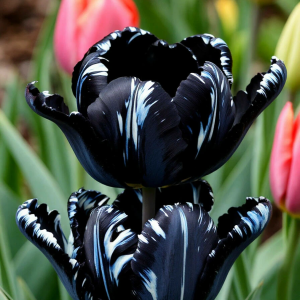 Тюльпан Шелк Нуар купить по цене от 219р. в интернет-магазине «Посадика» с доставкой почтой в в Дивногорске и по всей России – [изображение №1].