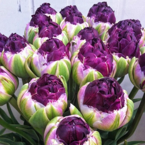 Тюльпан Анаконда купить по цене от 450р. в интернет-магазине «Посадика» с доставкой почтой в в Дивногорске и по всей России – [изображение №1].