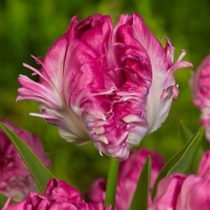 Тюльпан махровый Кул Кристал купить по цене от 400р. в интернет-магазине «Посадика» с доставкой почтой в в Дивногорске и по всей России – [изображение №1].