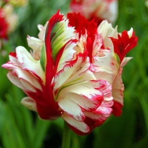 Тюльпан Эстелла Рижнвельд купить по цене от 500р. в интернет-магазине «Посадика» с доставкой почтой в в Дивногорске и по всей России – [изображение №1].