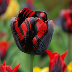 Тюльпан Блэк Перрот купить по цене от 351р. в интернет-магазине «Посадика» с доставкой почтой в в Дивногорске и по всей России – [изображение №1].