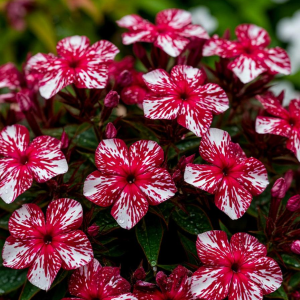 Флокс Ливер Гриммер купить по цене от 590р. в интернет-магазине «Посадика» с доставкой почтой в в Дивногорске и по всей России – [изображение №1].