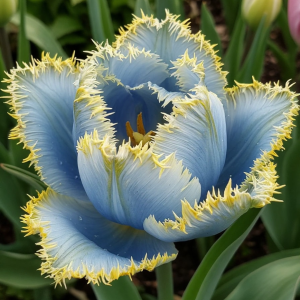 Тюльпан Махровый Амплуа купить по цене от 199р. в интернет-магазине «Посадика» с доставкой почтой в в Дивногорске и по всей России – [изображение №1].