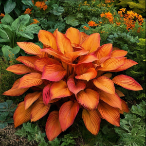 Хоста Солнечный Нектар купить по цене от 605р. в интернет-магазине «Посадика» с доставкой почтой в в Дивногорске и по всей России – [изображение №1].