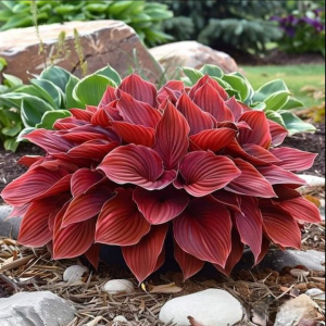 Хоста Малыш Шедевр купить по цене от 421р. в интернет-магазине «Посадика» с доставкой почтой в в Дивногорске и по всей России – [изображение №1].