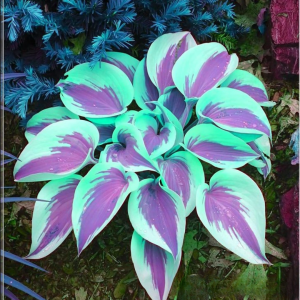 Хоста Висперин Бьюти купить по цене от 379р. в интернет-магазине «Посадика» с доставкой почтой в в Дивногорске и по всей России – [изображение №1].