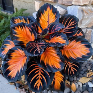 Хоста Сикрет Форест купить по цене от 601р. в интернет-магазине «Посадика» с доставкой почтой в в Дивногорске и по всей России – [изображение №1].