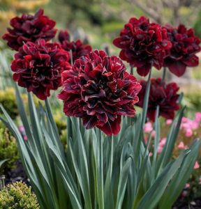 Нарцисс Малиновая Вуаль купить по цене от 3000р. в интернет-магазине «Посадика» с доставкой почтой в в Дивногорске и по всей России – [изображение №1].