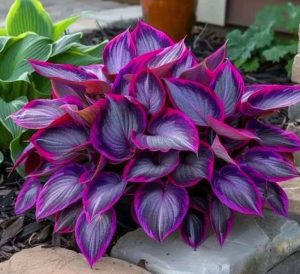 Хоста Сикрет Гарденс купить по цене от 549р. в интернет-магазине «Посадика» с доставкой почтой в в Дивногорске и по всей России – [изображение №1].