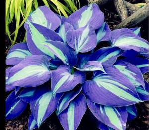 Хоста Аурелия купить по цене от 450р. в интернет-магазине «Посадика» с доставкой почтой в в Дивногорске и по всей России – [изображение №1].