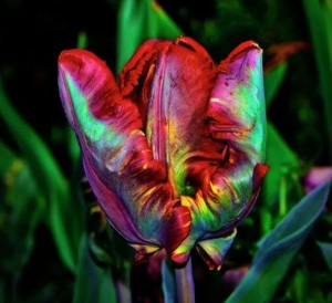 Тюльпан Эирпрайз купить по цене от 270р. в интернет-магазине «Посадика» с доставкой почтой в в Дивногорске и по всей России – [изображение №1].