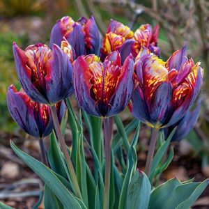 Тюльпан Опал Дрим купить по цене от 207р. в интернет-магазине «Посадика» с доставкой почтой в в Дивногорске и по всей России – [изображение №1].