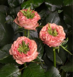 Роза Амбер Инчант купить по цене от 495р. в интернет-магазине «Посадика» с доставкой почтой в в Дивногорске и по всей России – [изображение №1].