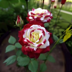 Роза Роял Глом купить по цене от 401р. в интернет-магазине «Посадика» с доставкой почтой в в Дивногорске и по всей России – [изображение №1].