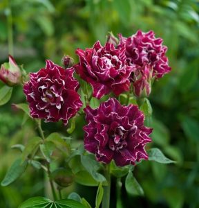 Роза Опаловый Пейзаж купить по цене от 490р. в интернет-магазине «Посадика» с доставкой почтой в в Дивногорске и по всей России – [изображение №1].