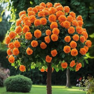 Роза Солнечный Шарм купить по цене от 349р. в интернет-магазине «Посадика» с доставкой почтой в в Дивногорске и по всей России – [изображение №1].