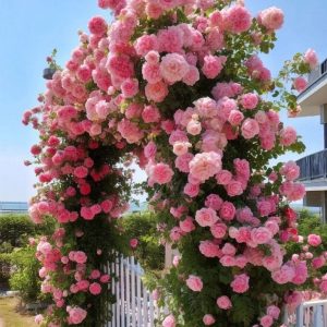 Роза Пастель Розе купить по цене от 605р. в интернет-магазине «Посадика» с доставкой почтой в в Дивногорске и по всей России – [изображение №1].