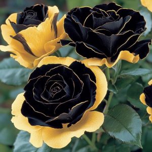 Роза Ханни Сикл купить по цене от 700р. в интернет-магазине «Посадика» с доставкой почтой в в Дивногорске и по всей России – [изображение №1].