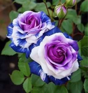 Роза Айвори Каскад купить по цене от 420р. в интернет-магазине «Посадика» с доставкой почтой в в Дивногорске и по всей России – [изображение №1].