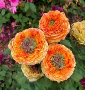 Роза Золотой Мираж купить по цене от 420р. в интернет-магазине «Посадика» с доставкой почтой в в Дивногорске и по всей России – [изображение №1].