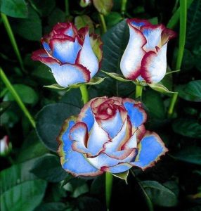 Роза Сафайер Пэтл купить по цене от 450р. в интернет-магазине «Посадика» с доставкой почтой в в Дивногорске и по всей России – [изображение №1].