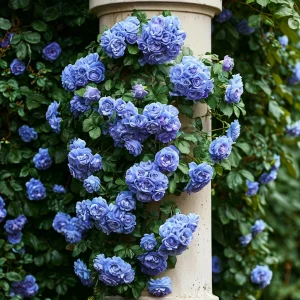 Роза плетистая Блю Перпл купить по цене от 540р. в интернет-магазине «Посадика» с доставкой почтой в в Дивногорске и по всей России – [изображение №1].